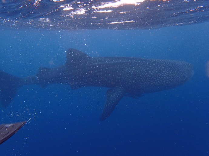 Unknown Whale Shark